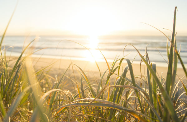A photo of a beach with foreground grasses and a sand dune