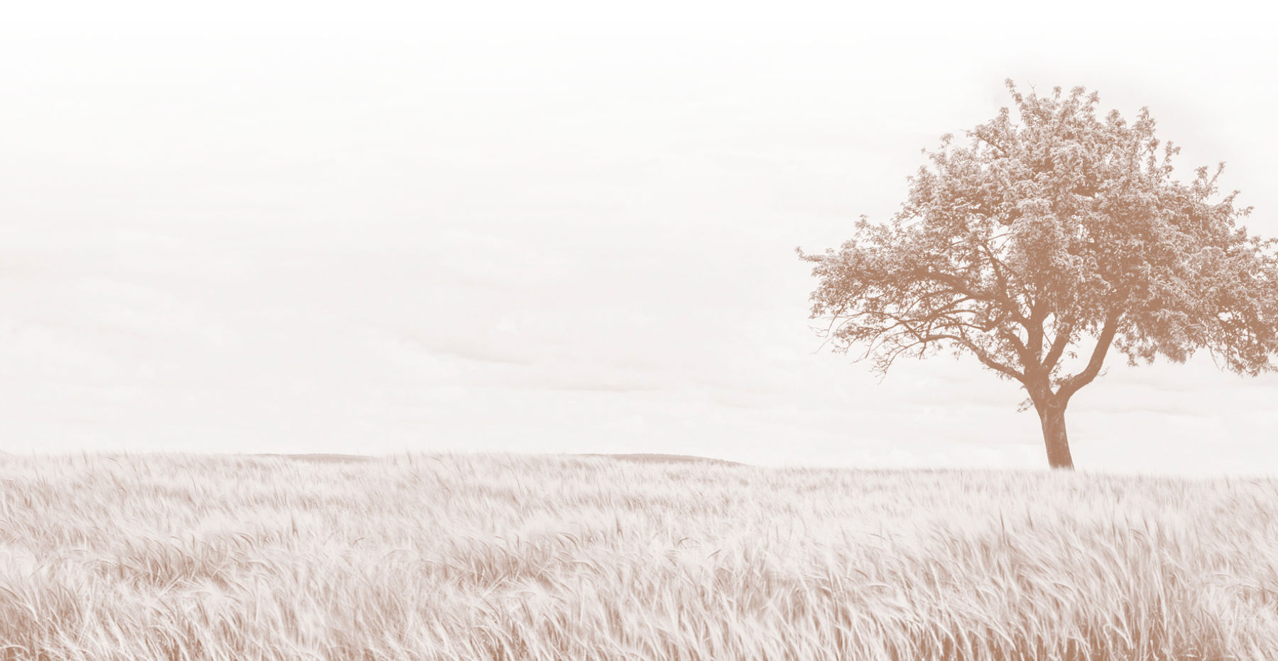 A photo of an established tree in a field, part of the Richstone Park brand